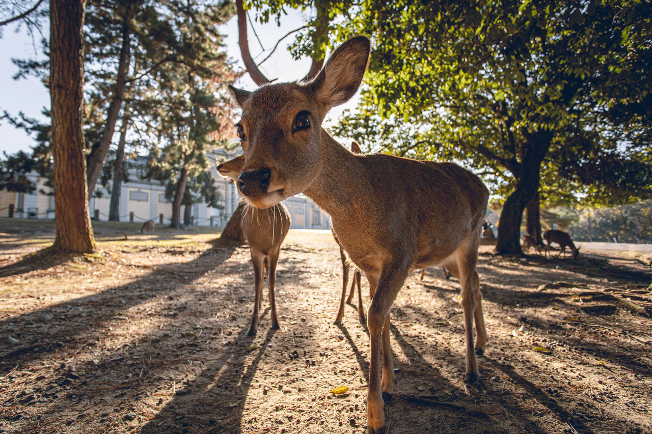 nara2